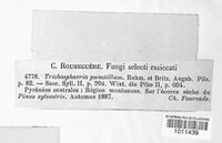 Trichosphaeria punctillum image